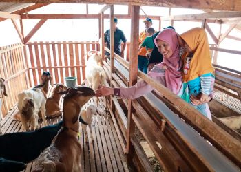 Keliling Metro : Susu Kambing Telaga Rizqy