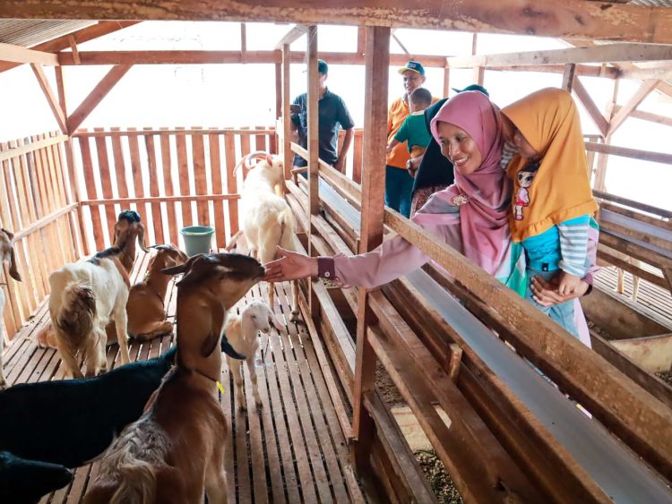 Keliling Metro : Susu Kambing Telaga Rizqy