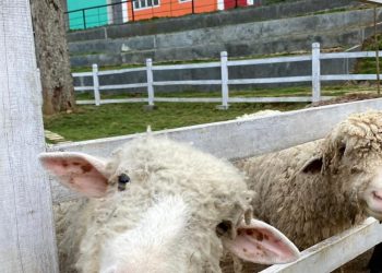 Menikmati Serunya Wisata Edukasi di Farm Day Lampung
