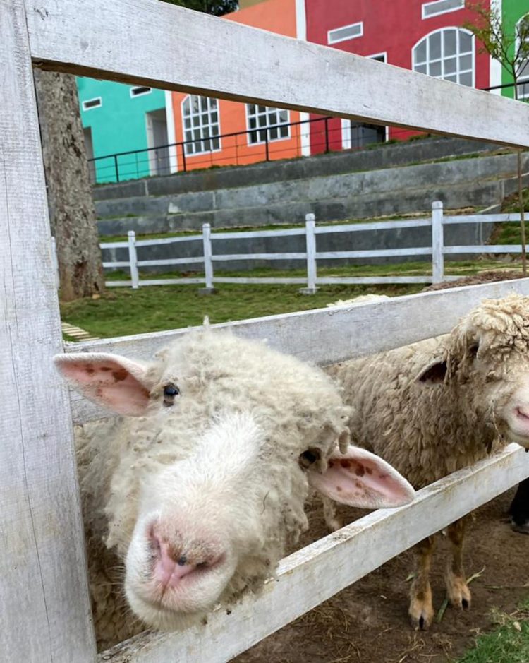 Menikmati Serunya Wisata Edukasi di Farm Day Lampung